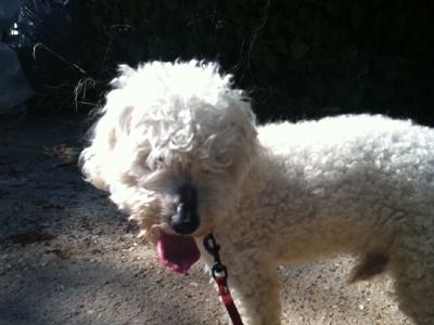 Αυτό το κανισάκι ποιος θα το πάρει;